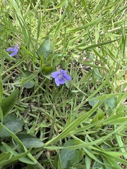 Western Dog Violet (Viola retusa)