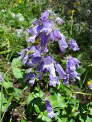 Penstemon whippleanus
