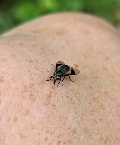 Black Deer Fly photo 5