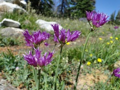 Allium brevistylum