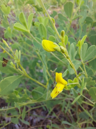 Image of Baptisia lecontei by (c) Athena Philips, some rights reserved (CC BY)