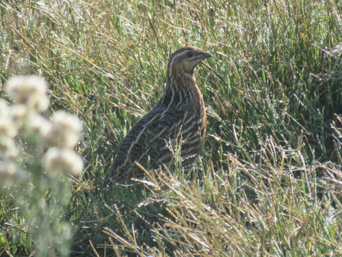 Common Quail