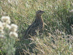 Common Quail photo 4
