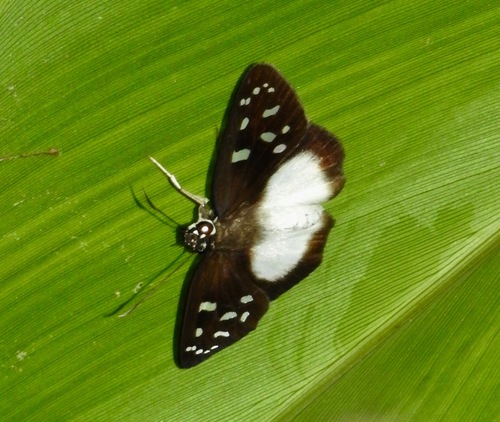 Social Skipper