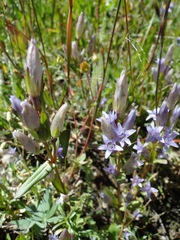 Gentianella amarella
