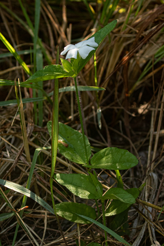 Thunbergia schimbensis image