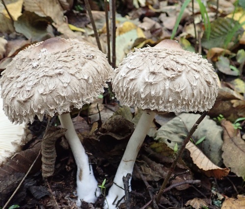 Olive Shaggy Parasol