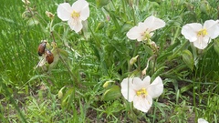 Commelina scabra