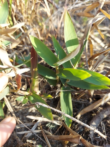 Image of Gymnopogon ambiguus by (c) Athena Philips, some rights reserved (CC BY)