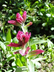 Castilleja rhexiifolia