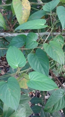 Paederia foetida