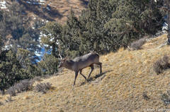 Cervus canadensis macneilli