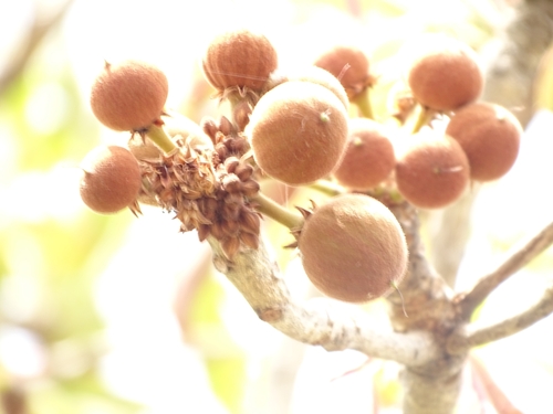 Shea Tree
