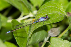 Enallagma novaehispaniae
