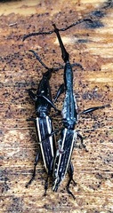 Brentus anchorago