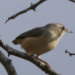 Sylvietta rufescens pallida