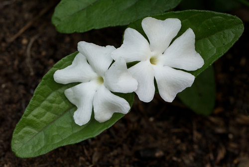 Thunbergia schimbensis image