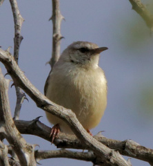 Sylvietta rufescens pallida