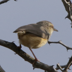 Sylvietta rufescens pallida