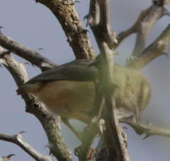 Sylvietta rufescens pallida