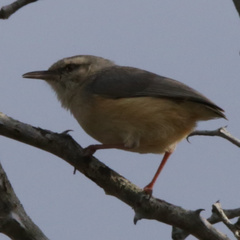 Sylvietta rufescens pallida