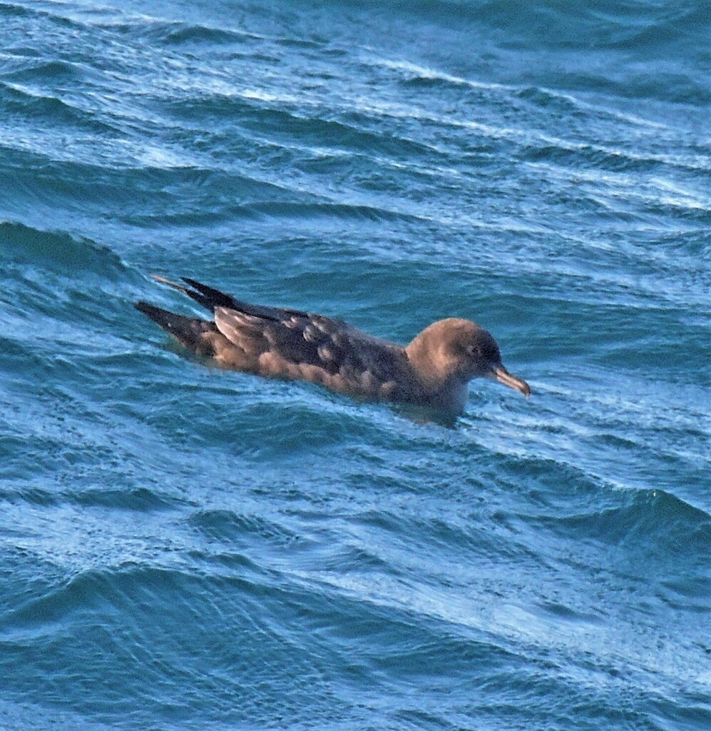 Sooty shearwater resting on blue ocean water