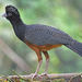 Blue-billed Curassow - Photo (c) Christoph Moning, some rights reserved (CC BY), uploaded by Christoph Moning