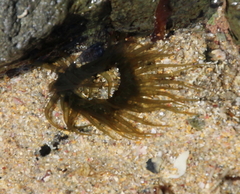 Isactinia olivacea