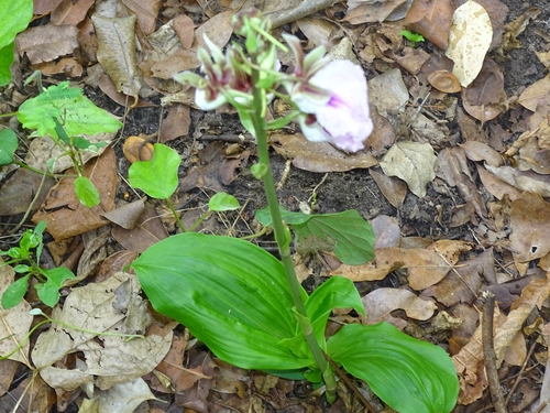 Eulophia guineensis image