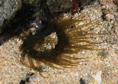 Isactinia olivacea