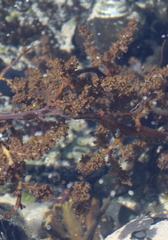 Carpophyllum flexuosum