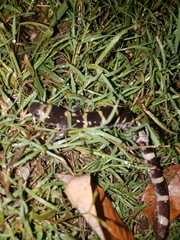 Ambystoma annulatum