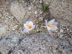 Crocus laevigatus