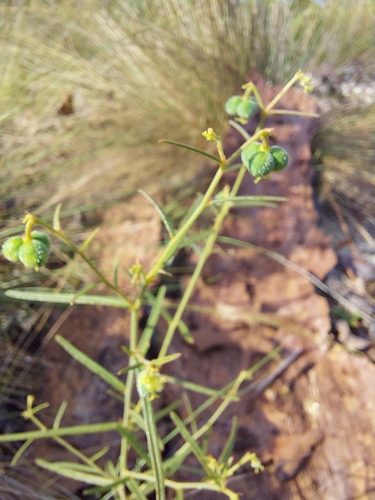 Image of Tragia urens by (c) Athena Philips, some rights reserved (CC BY)