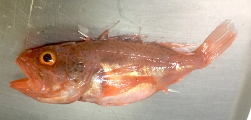 Channeled rockfish (Setarches guentheri) — Setarchidae — 5