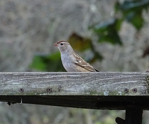 White-crowned Sparrow photographed in New Jersey