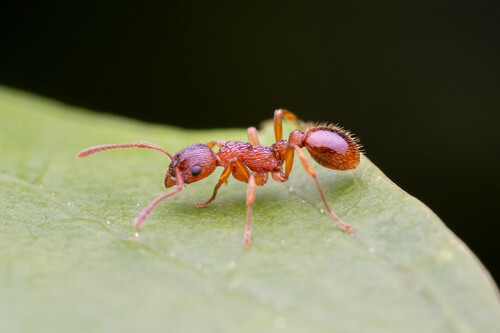 Woodland Red Ant, photo 9 of 10