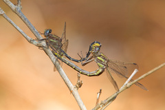 Phanogomphus oklahomensis