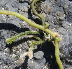 Caulerpa flexilis