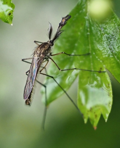 Aedes punctor photo 4