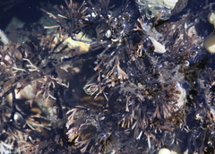 Melanthalia abscissa