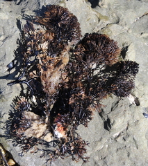 Melanthalia abscissa