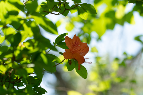 Image of Rhododendron kaempferi by (c) WATANABE Hitoshi 渡辺仁, some rights reserved (CC BY)