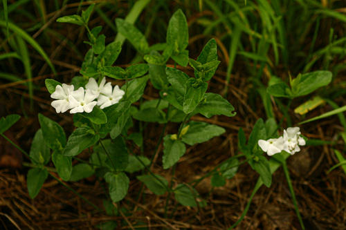 Thunbergia schimbensis image