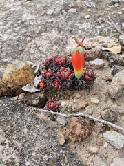 Echeveria longissima