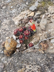 Echeveria longissima