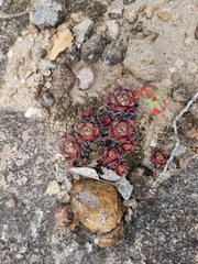 Echeveria longissima