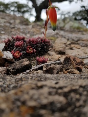 Echeveria longissima