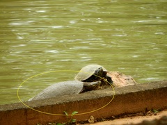 Phrynops geoffroanus