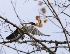 Dryoscopus cubla hamatus